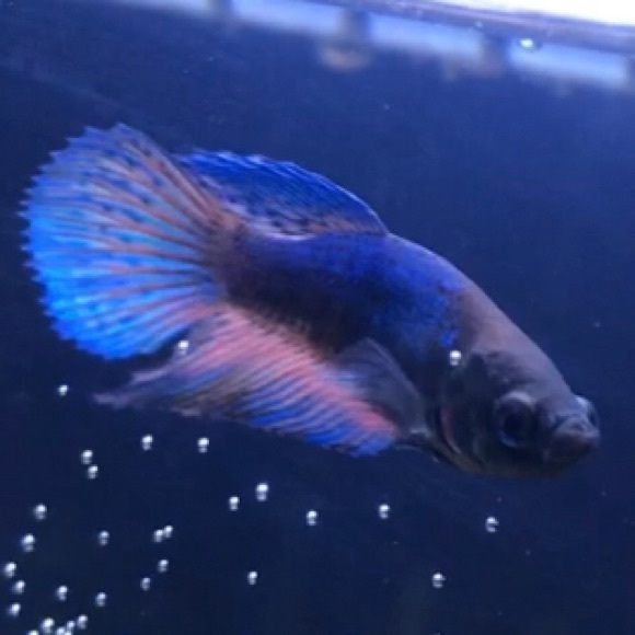 Meet your Posher, Alex - Picture 1 of 1